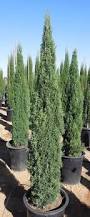 Image result for Cupressus sempervirens