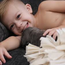 Primeyard Pitbulls NorCal