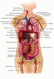 It's easy to feel the bottom of this cage by the center part of your hand is made up of five separate bones. Body Parts Aroung The Chest List Of Human Anatomical Regions Wikipedia These Are Shown In Brackets Below Pokemononlinebrasil2