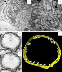 Frontiers Three Dimensional Architecture And Biogenesis Of Membrane Structures Associated With Plant Virus Replication Plant Science