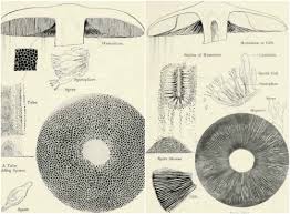 Spore Prints Are Used For Three Main Purposes Mushroom