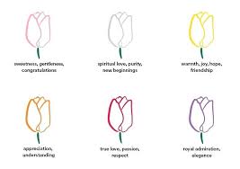 Color Tulips Rain Or Shine Paint Tulip White Emperor K Van
