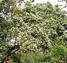 Image result for Craibia