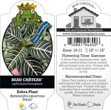 Image result for Blumea squarrosa