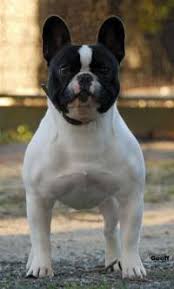 Check spelling or type a new query. French Bulldog And Boston Terrier Janedogs