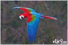 Menakjubkan Inilah 9 Burung Paling Indah Di Dunia Salah Satunya Asli Habitat Indonesia Ekor9 Com Macaw Parrot Wings Parrot