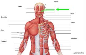 Aim to work all major. A P Major Muscles Of The Body Images Flashcards Quizlet