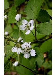 Native texas flowers for bees. Rubus Allegheniensis Allegheny Blackberry 32136 Bees Plants Native Bees Lady Bird Johnson Wildflower Center