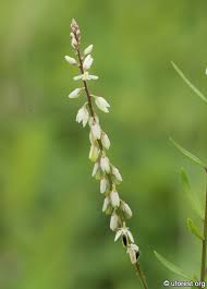 Image result for Basella paniculata