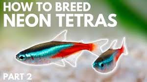 Pregnant Fish! (Sick Tetra?) | The Planted Tank Forum
