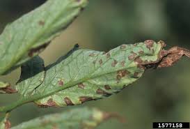 Image result for tomato seedling pseudomonas syringae pv tomato symptoms