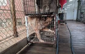 Checks may be mailed to us at 111 w. Rescue Watch Indiana Homeward Bound Animal Welfare Facebook