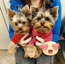 Eppr relies solely on donations to pay for this care. Adorable Yorkie Puppies For Adoption Home Facebook