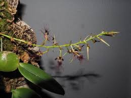 Image result for Bulbophyllum encephalodes