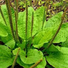 Image result for Plantago