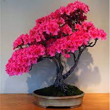 Pin On Bonsai Azalea