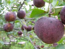 Black Oxford Apples Apple Varieties Organic Gardening Apple