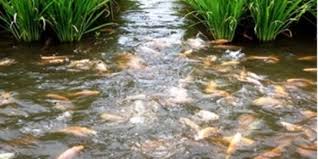 Mengenal Mina Padi Kombinasi Sawah Dan Kolam Ikan Yang Menguntungkan Petani Halaman 2 Merdeka Com