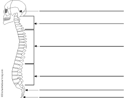 These bones are connected at the back with specialized joints. Label The Spine Printout Enchantedlearning Com