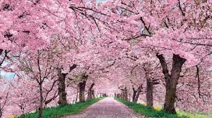 Cherry Blossom Wallpapers Top Free Cherry Blossom Backgrounds Wallpaperaccess