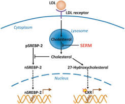 Image result for Selective Estrogen Receptor Modulator