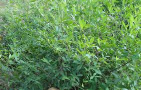 Image result for Toddaliopsis