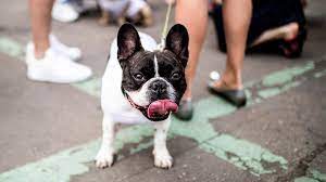 That way, you have a wonderful french bulldog in colorado springs or anywhere around the area, you'll love for. Why French Bulldogs Like Woman Gaga S Are Such Frequent Targets For Thieves Daily Pet Journal