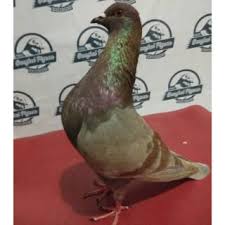 Mereka itu tidak akan mencium bau surga. (hr. Burung Merpati Betina Cewean Ring Bengkel Pigeon Pacekan Indukan Trah Player Tinggi Kolongan Lomba Shopee Indonesia