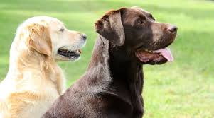 Both breeds will require weekly brushings to stay groomed, but this may increase to several times each week during times of peak shedding. Golden Retriever Vs Labrador Retriever What S The Difference