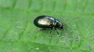 How to get rid of flea beetles in garden. How To Prevent And Get Rid Of Flea Beetles