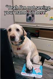 Its His First Day on The Job Dog | TikTok