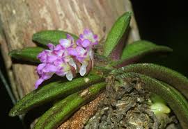 Image result for Diaphananthe sarcophylla