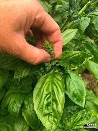 Growing basil from seed is pretty easy to do, especially when you know all of the secrets for success! How To Trim Basil For Big Bushy Plants And Larger Yields
