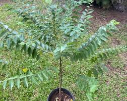 Image result for Phyllanthus gossweileri