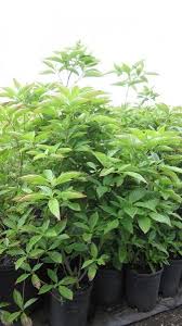 Image result for Cussonia sessilis