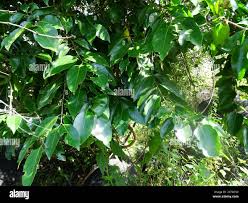 Image result for Psydrax