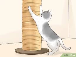 We did not find results for: How To Make Your Cat Happy 10 Steps With Pictures Wikihow