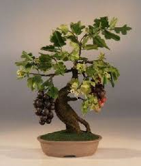 5 bunches artificial grapes fake grapes simulation decorative lifelike froste. Pin On Beautiful Bonsai Trees