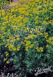 Image result for Ruta graveolens