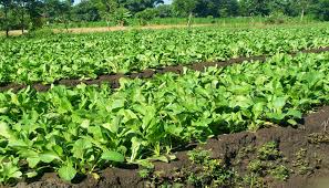 Alasannya, tanaman tersebut adalah jenis tumbuhan yang memiliki tingkat adaptasi sangat tinggi terhadap iklim lingkungan. Cara Menanam Sawi Yang Benar Untuk Pemula Panen