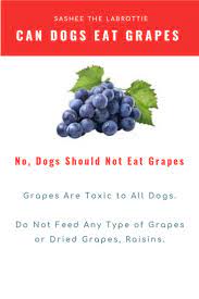 Can Dogs Eat Grapes Can Dogs Eat Grapes Fruits For Dogs Can Dogs Eat