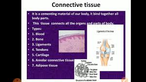 Draw a well labelled diagram of cardiac muscle found in the human body. Tendon Diagram Class 9 Animal Animal Cell Diagram For Class 9 With Label
