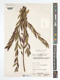 Image result for Cryptolepis oblongifolia