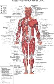 Muscles Chart Anatomy Physiology Kinesiology Human