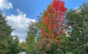 Allgemein Forstbotanischer Garten Tharandt