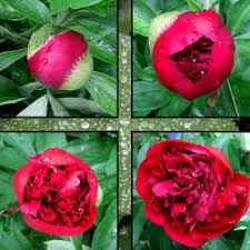 Pfingstrosen Die Vier Stadien Der Blute Pfingstrosen Pfingsten Rosen