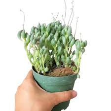 Image result for Senecio propior