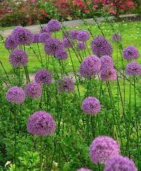 Allium Aflatunense Purple Sensation 24 30 4 Globes May June One Of The Earliest Allium And The Most Saturated Red Bulb Flowers Mailbox Garden Small Garden