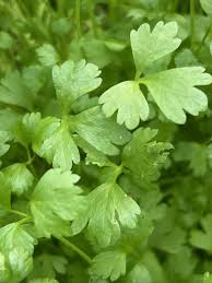 Image result for Apium graveolens