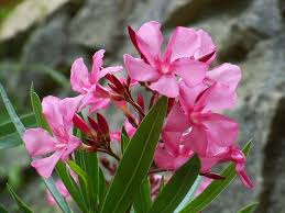 Le latex est aussi utilisé par exemple pour les fleurs. Liste Des Fleurs Toxiques